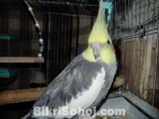 Adult Male Cockatiel